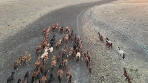 Wild Horses Running. Herd of horses, wild mustangs running on steppes to river. 4k hdr high quality video