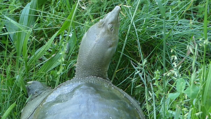 aquatic carnivorous reptile long neck turtle Stock Footage Video (100% ...