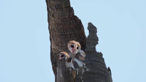 Wind blowing their dow-ny feathers then the one on the left opens its mouth to pant and looks towards the camera while the other winks its eyes, Barn Owl Tyto alba Thailand.