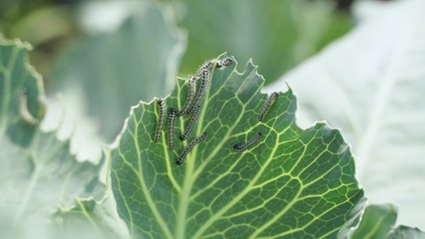 caterpillars in the field eating green cabbage