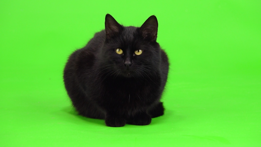 Black cat sits on a green screen and looks in different directions. studio