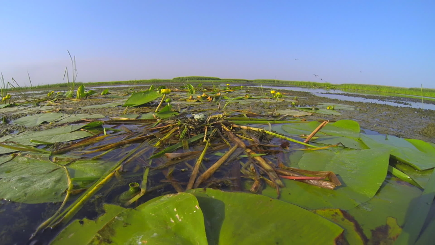 Water bird sits in its nest on eggs in the middle of thickets in the river delta. Looks around and guards the nest incubates against the blue sky. Wildlife of birds and rivers.
