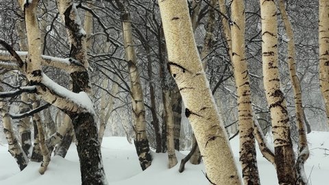 Shooting of the snowy woods on Etna in winter during the snowfall. Birches, chestnuts, pines in a snowy environment with cold temperatures in Sicily. Etna in winter. North Etna, Piano Provenzana.