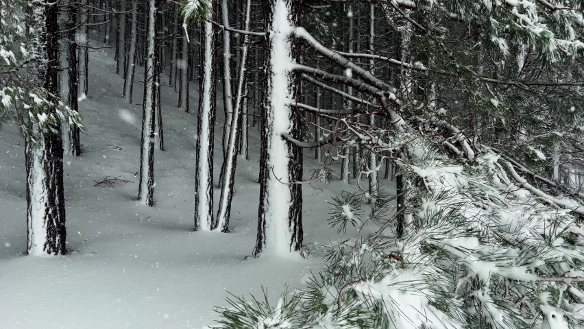 Shot during a snowfall in the tourist area of ​​Etna Sud on the Etna volcano. Snow-covered woods, Piano Vetore, Sapienza Refuge. Frozen cottage. Frozen trees. Snow storm.