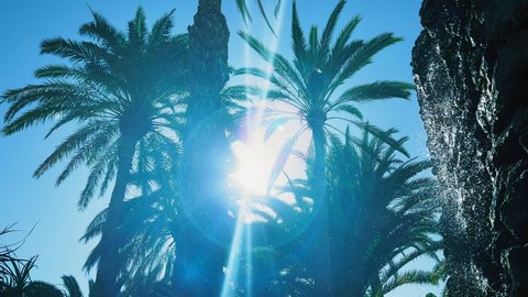 Slow motion low-angle footage. Palm trees sway in the wind against the clear blue sky. Palm trees at sunset light