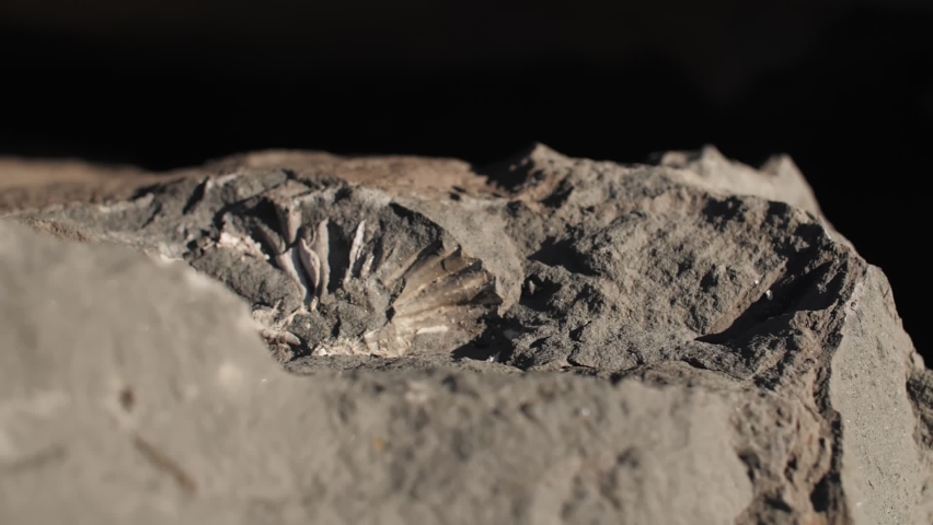 footage of ancient fossils, ammonites, large stones