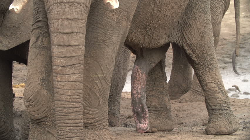 Video Stok elephant penis (100% Tanpa Royalti) 10885322 Shutterstock.