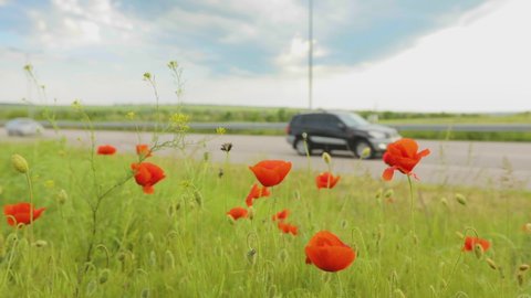 Red poppies near the road, cars drive in the background timelapse