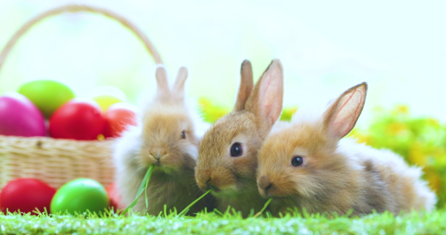Lovely bunny easter fluffy baby rabbit eating green grass with a basket full of colorful easter eggs on green garden nature background on warmimg day. Symbol of easter day festival. | Shutterstock HD Video #1088532697