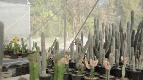 Euphorbia Abdelkuri, cactus in pots, grafted
