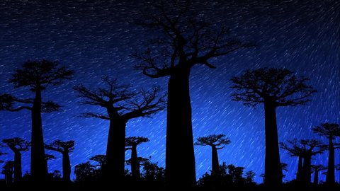 Avenue of the Baobabs Night Starry Sky Time-lapse. Dark Blue Sky Stars Moving Over Baobabs Trees Silhouette. Beautiful Morondava Landscape For Madagascar Travel.	
