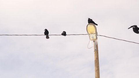 Crows (Rook) gather after a blizzard night.
you can see ice dams on the lamppost.
Black crow fly and sit.
crows in the park.
Birds in the city.
intelligent bird.
Smart animals, animal