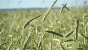 Agricultural background, green ears of oats sway in the wind on the field, close up