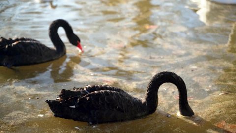 1 a beautiful large black swan with an orange beak dives underwater in search of food