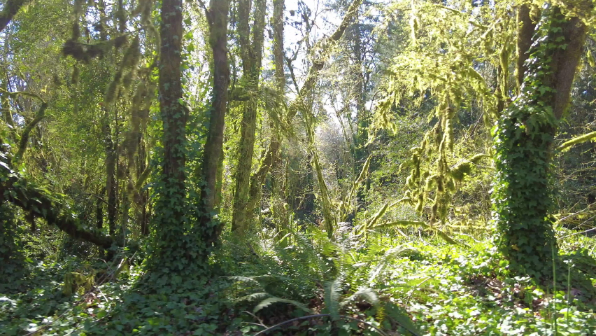 Bright sunlight illuminates a temperate rainforest not far from Portland, Oregon. A wide variety of flora and fauna are supported in this unique type of lush, Pacific Northwest forest.