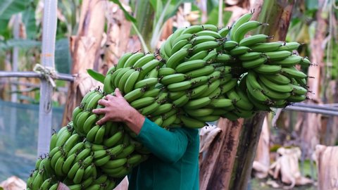 Men carrying plantains to their home in tropical climate, walking through jungle. Worker carrying bananas through jungle. Banana Plantation workers.