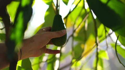 plucking avocados from the tree