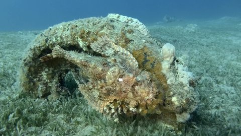 Close up of Scorpion fish lie on coral. Bearded Scorpionfish (Scorpaenopsis barbata)