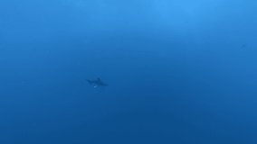 Oceanic Whitetip Shark - Carcharhinus longimanus swim under the surface of blue water.  Red Sea, Egypt