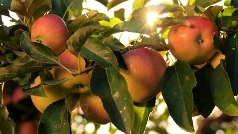 apples. organic fruit. apple farming. close-up. fresh apples grow on branch, in sun flare, in orchard. eco garden. Gardening. organic food. apple harvest