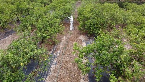 spray pesticide, pest, pests aerial drone  spray fumigation Industrial chemical agriculture. Man spraying pesticides, pesticide, insecticides on fruit lemon growing plantation. Man in mask fumigating.