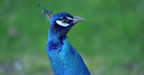 Closeup beautiful blue peafowl, peacock, blue green vibrant feather peacock