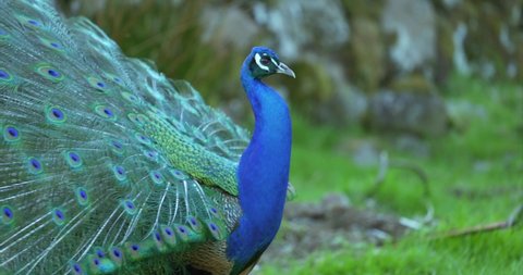 Closeupeautiful blue peafowl, peacock, blue green vibrant feather peacock
