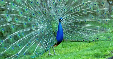 Beautiful blue peafowl, peacock, blue green vibrant feather peacock displaying