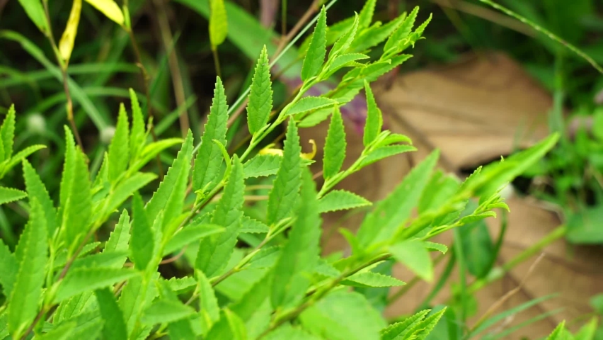 Sida acuta (aslo called common wireweed, sidaguri,sidogori) with natural background. This plant species of flowering plant in the mallow family, Malvaceae. Sida acuta is considered an invasive species Royalty-Free Stock Footage #1088546447