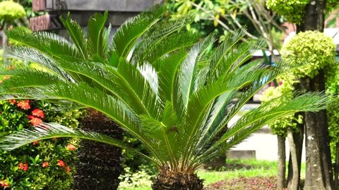 Cycas Revoluta (pakis haji, Cycas revoluta, Sotetsu, sago palm, king sago, sago cycad, Japanese sago palm) in the garden. This is also called kungi (comb) palm in Urdu speaking areas