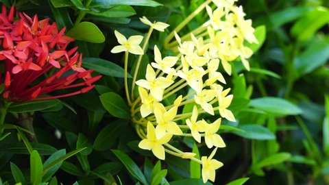 West Indian jasmine (also called ixora, jungle flame, jungle geranium, cruz de Malta) with a natural background