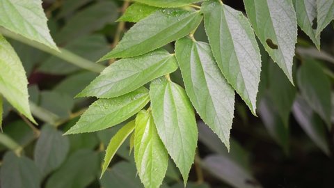 Muntingia calabura leaves (Kersen, , capulin blanco, cacaniqua, nigua, niguito, Jamaican cherry). This plant has red small fruit, juicy and sweet