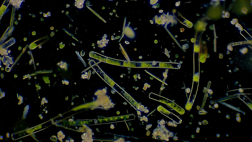 Micro organism - algae and ciliates | Shutterstock HD Video #1088546927