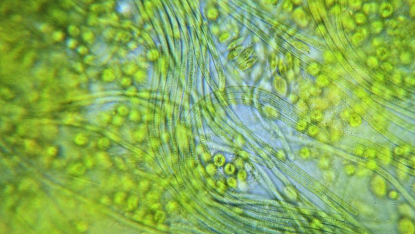 Cyanobacteria and green algae movement under microscope Royalty-Free Stock Footage #1088548813