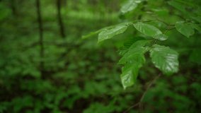 close up pan of green leaves in forest