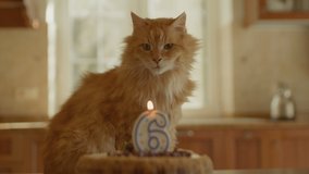 Adult red cat sitting on the table with number 6 candle on birthday cake in the kitchen. Pet birthday celebration. - Powered by Shutterstock - Get 15% off with code: PIKWIZARD15