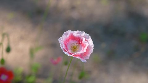 white pink Shirley poppy in focus close up of petal flower. Poppies in the meadow swinging by the wind. Close-up of blossoming poppies. slow motion Macro focus. 4k video