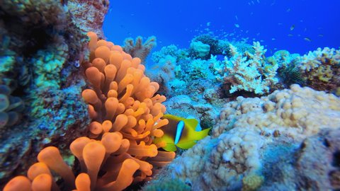 Clown Fish Anemones. Underwater clownfish (Amphiprion bicinctus) and sea anemones. Red Sea anemones. Tropical colourful underwater clown fish. Coral garden seascape.
