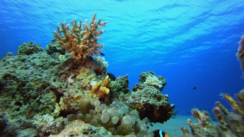 Anemone Fish Underwater. Underwater clownfish (Amphiprion bicinctus) and sea anemones. Red Sea anemones. Tropical colourful underwater clown fish. Coral garden seascape.