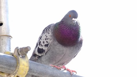 Feral pigeons, Columba livia domestica, street pigeons sits on a metal structure, concept ornithology, birds of Germany, fauna natural zones temperate of europe, nature protection