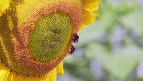 bumble bee on sunflowercollecting nectar close up view. Macro video of bee pollinating flower in summer time slow motion 4k