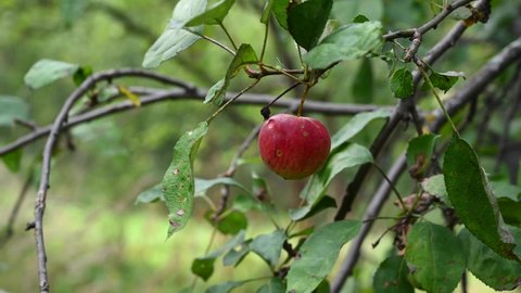 Branch with red apple in the wind . Fruit hanging on a tree. Harvest. Prolific trees. Apple saved. The branch sways in the wind