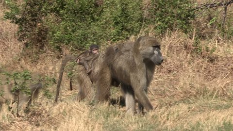 Male and female baboon walking. Female with baby on back
