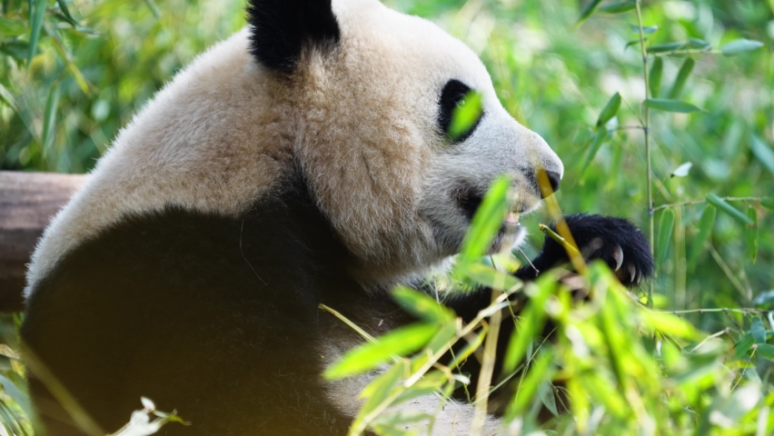 giant panda bear eating bamboo side view  close up of panda sitting on the ground enjoy food