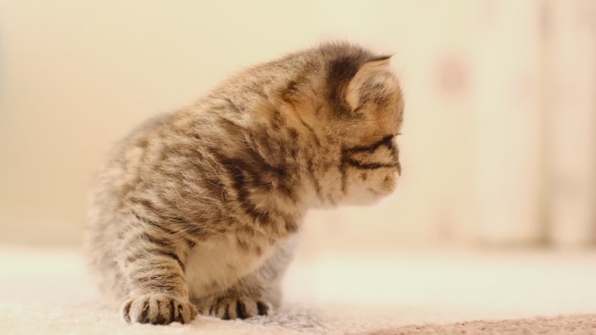 Kitten meows.Gray kitten on a beige carpet in a bright room.Little domestic kitten.Pets.Tabby kitten. 4k footage Royalty-Free Stock Footage #1088559555
