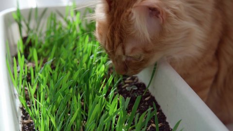 Red cat on a spring sunny day eats green grass grown in a flowerpot, vegetarian food green grass sprouts for a red cat vitamins in spring.