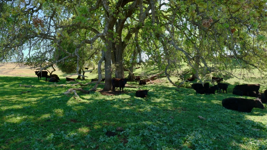 heard of black cattle resting in green grass under the shade of a large oak tree