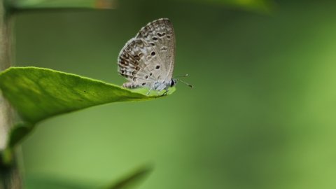 Chilades parrhasius, the small Cupid, is a small butterfly that belongs to the lycaenids or blues family. butterfly isolated
