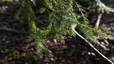 Spruce, Picea a genus of pine trees in the Pinaceae family. Spruces are evergreen and monocotyledonous trees. The crown of spruce trees is conical and pointed.