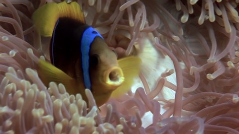 Bright orange anemonefish or clownfish swimmig in Sea Anemone at night. Amazing, beautiful underwater marine sea world Red Sea and life of its inhabitants, creatures and diving, travels.